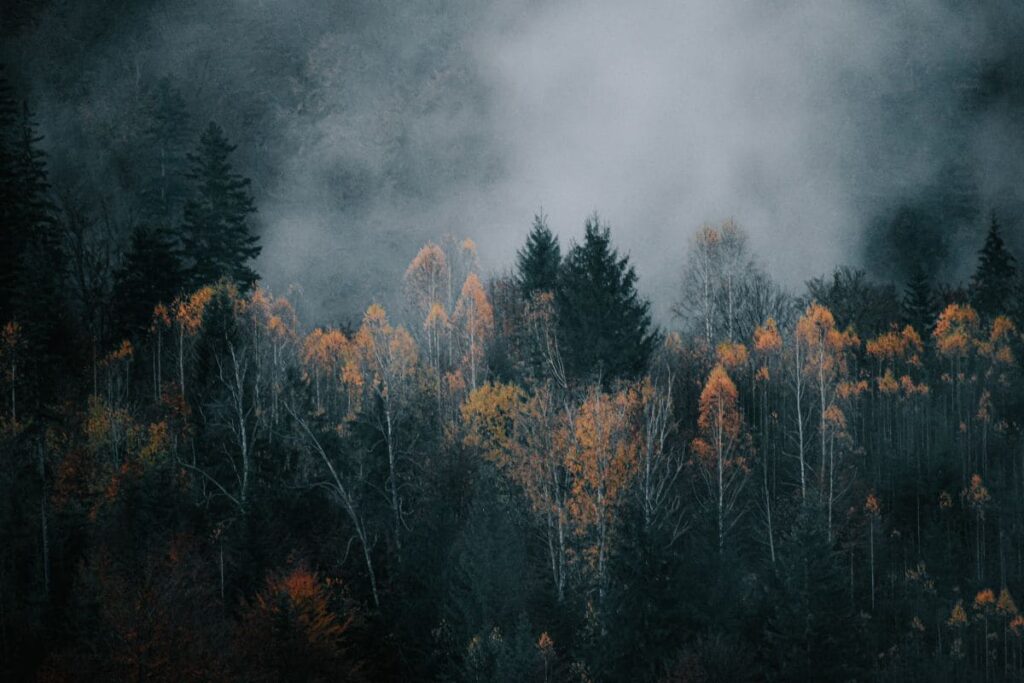 Sei geduldig, wenn Du Nebel Fotos aufnehmen möchtest | C-Rope Kamerazubehör