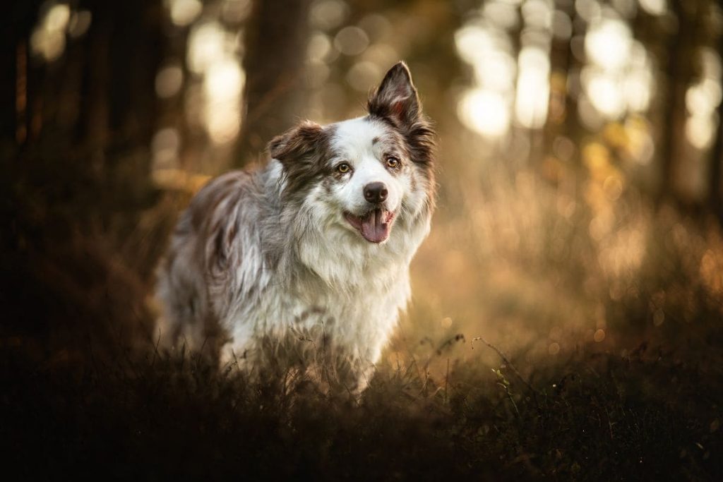 Die richtige Ausrüstung für Hunde Fotos mit der Kamera | C-Rope Kamerazubehör