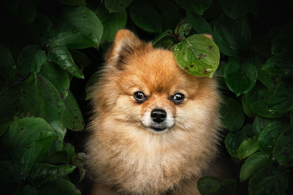 Fokussiere die Augen beim fotografieren von Hunden und vermeide so Fokus Fehler | C-Rope Kamerazubehör