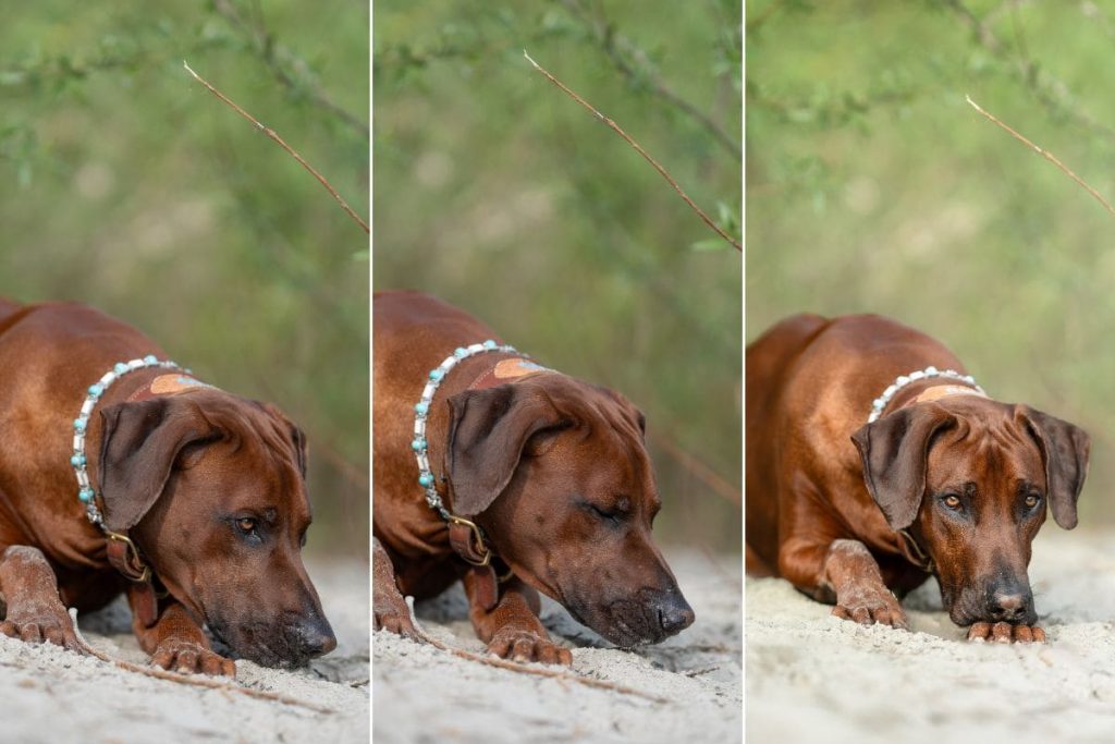 Nutze Serienaufnahmen in der Hunde Fotografie, damit du den richtigen Augenblick nicht verpasst | C-Rope Kamerazubehör