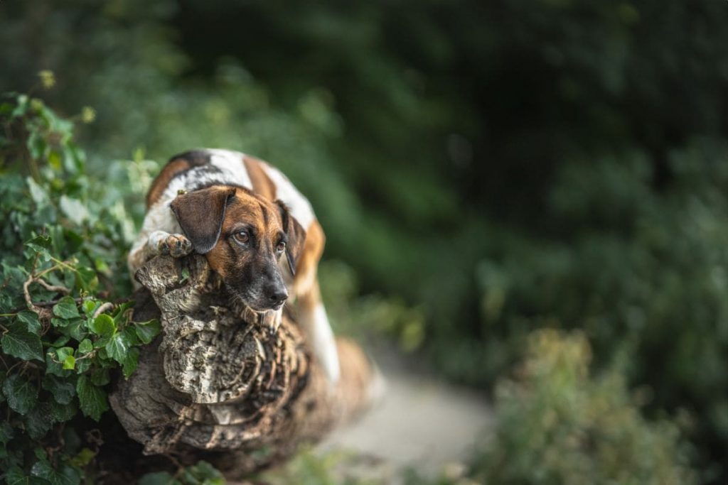 Fotografiere aus der Froschperspektive, wenn du Hunde ablichtest. | C-Rope Kamerazubehör