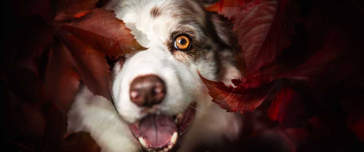 Wie macht man gute Hundefotos? | C-Rope Kamerazubehör