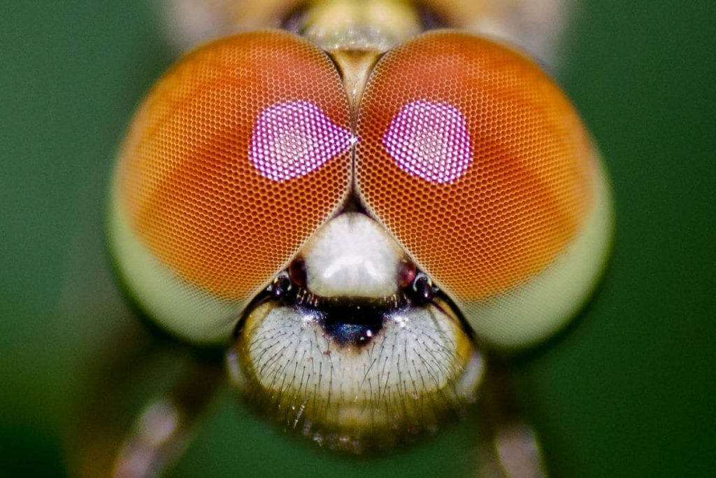 Die Fototechnik für maximale Details: Focus Stacking für Makrofotografie | C-Rope Kamerazubehör