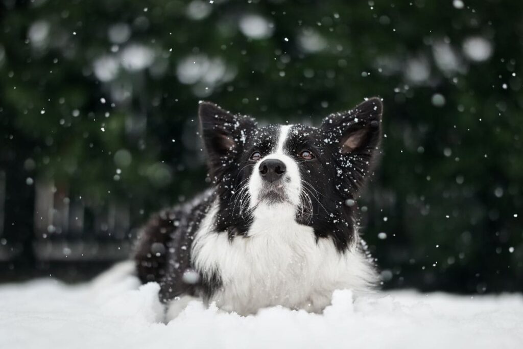 Schnapp Dir dein Haustier und lasse es im Schnee spielen. So kannst du mit der Kamera tolle Tierfotos im Schnee einfangen | C-Rope Kamerazubehör