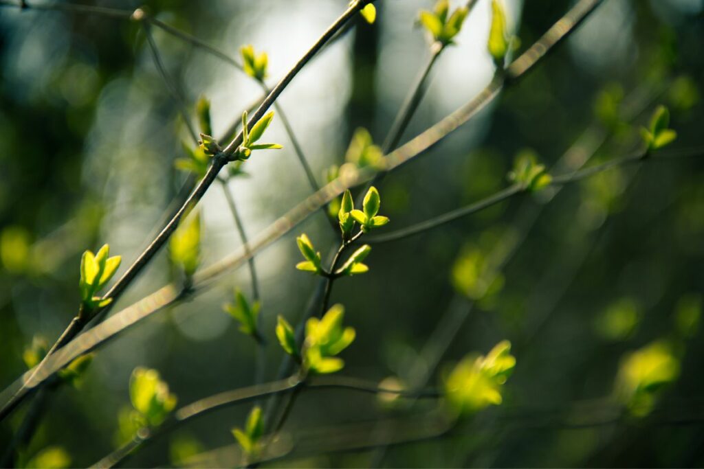 Nutze eine kurze Verschlusszeit beim fotografieren im Frühling, damit kleine Bewegungen der Umgebung einfrieren | C-Rope Kamerazubehör