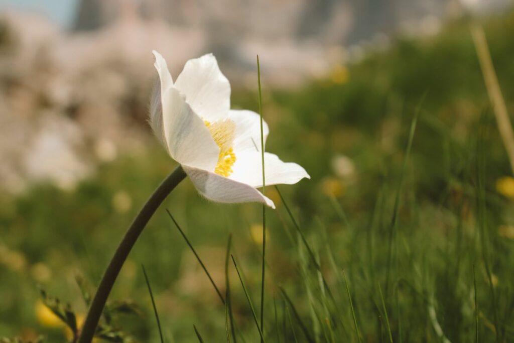 Die beste Perspektive für Fotos im Frühling ist die Froschperspektive, wenn du mit der Kamera nah am Boden fotografierst | C-Rope Kamerazubehör