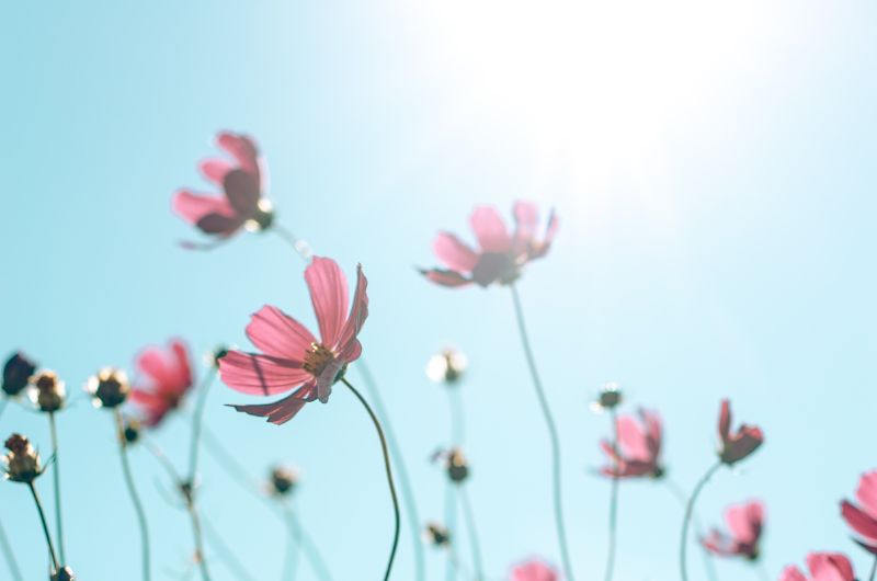 Rosa Blumen vor hellem Himmel in der Mittagssonne mit transparenten Blütenblättern und weichem Gegenlicht | C-Rope Kamerazubehör